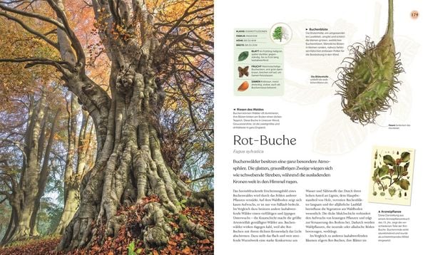 Produktbild: B&auml;ume - Eine Natur- und Kulturgeschichte