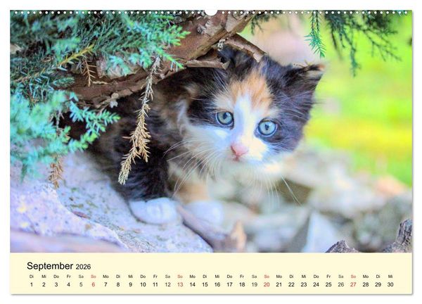 Produktbild: Putzige Katzenkinder. Drollige K&auml;tzchen entdecken die Welt! (Wandkalender 2026 DIN A2 quer), CALVENDO Monatskalender