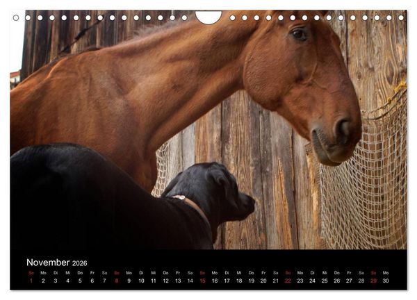 Produktbild: Der schwarze Hund und seine Freunde (Wandkalender 2026 DIN A4 quer), CALVENDO Monatskalender