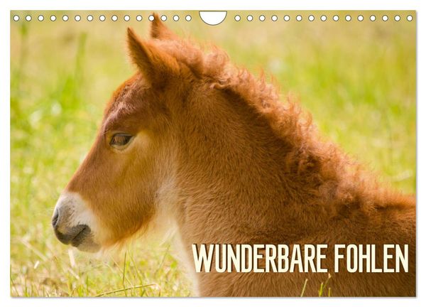 Produktbild: Wunderbare Fohlen (Wandkalender 2026 DIN A4 quer), CALVENDO Monatskalender