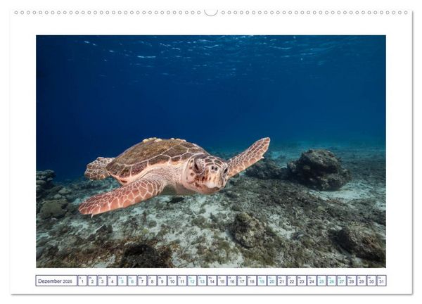 Produktbild: Begegnung mit Meeresschildkr&ouml;ten (hochwertiger Premium Wandkalender 2026 DIN A2 quer), Kunstdruck in Hochglanz