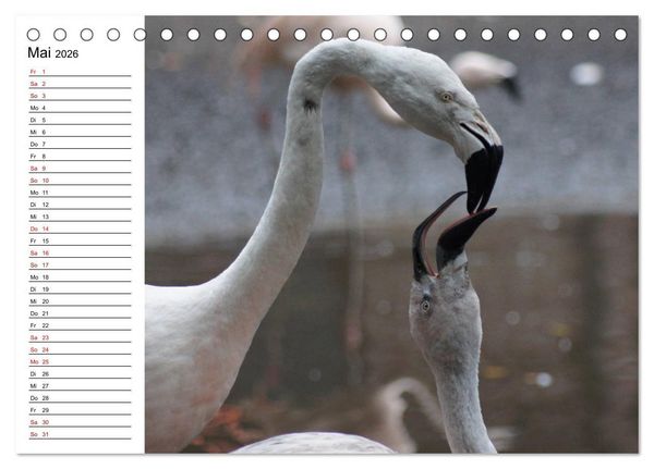 Produktbild: Elegante Flamingo (Tischkalender 2026 DIN A5 quer), CALVENDO Monatskalender