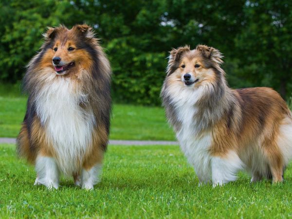 Produktbild: CALVENDO Puzzle Sheltie - Ein Traumpaar | 1000 Teile Lege-Gr&ouml;&szlig;e 64x48cm Foto-Puzzle f&uuml;r gl&uuml;ckliche Stunden
