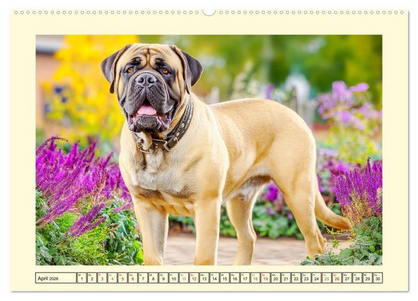 Produktbild: Bullmastiff im Portr&auml;t. Kraftvolle Hunde mit sanftem Wesen (Wandkalender 2026 DIN A2 quer), CALVENDO Monatskalender