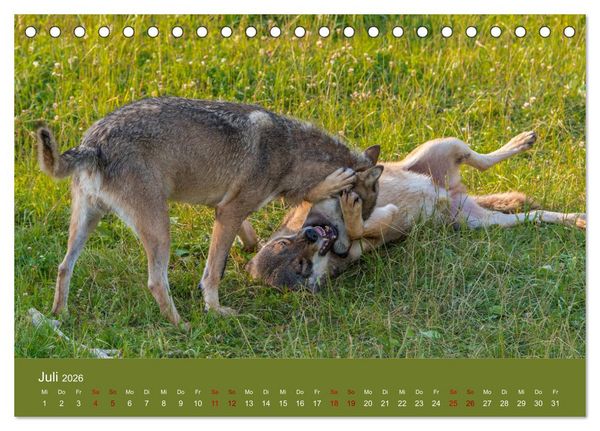 Produktbild: unter W&ouml;lfen (Tischkalender 2026 DIN A5 quer), CALVENDO Monatskalender