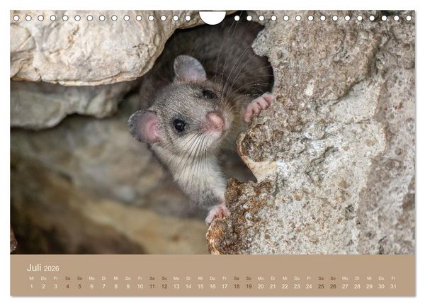 Produktbild: Jenseits der Z&auml;une (Wandkalender 2026 DIN A4 quer), CALVENDO Monatskalender