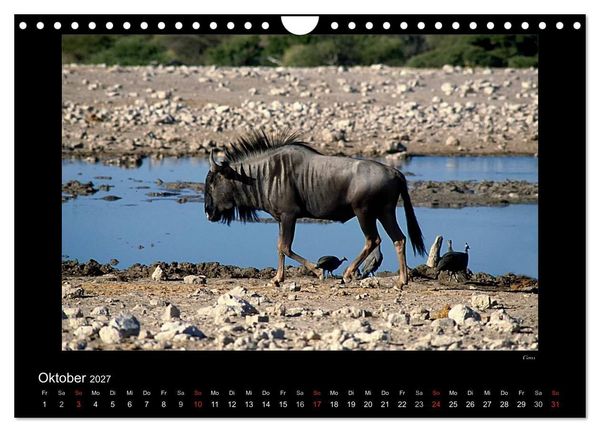 Produktbild: Wildtiere im Etosha Nationalpark (Wandkalender 2027 DIN A4 quer), CALVENDO Monatskalender