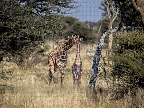 Produktbild: CALVENDO Puzzle Giraffen in der Savanne | 1000 Teile Lege-Gr&ouml;&szlig;e 64x48cm Foto-Puzzle f&uuml;r gl&uuml;ckliche Stunden