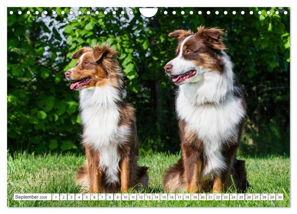 Produktbild: Unsere Freunde auf vier Pfoten - Hunde (Wandkalender 2026 DIN A4 quer), CALVENDO Monatskalender