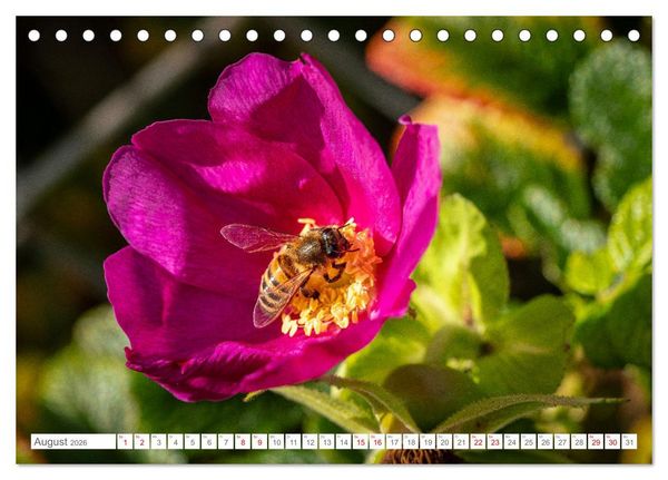 Produktbild: Naturerlebnis R&oslash;m&oslash; (Tischkalender 2026 DIN A5 quer), CALVENDO Monatskalender