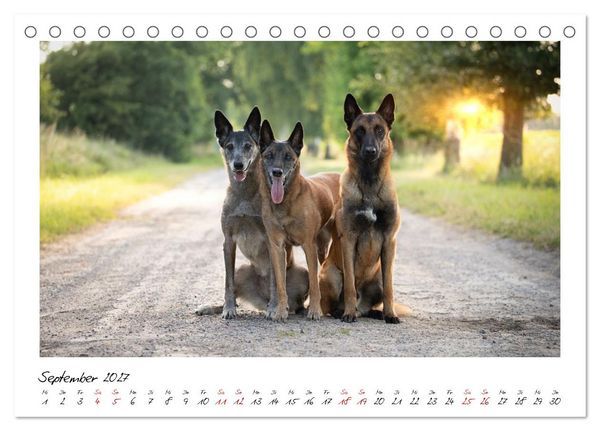 Produktbild: Malinois - Seelen aus Feuer (Tischkalender 2027 DIN A5 quer), CALVENDO Monatskalender