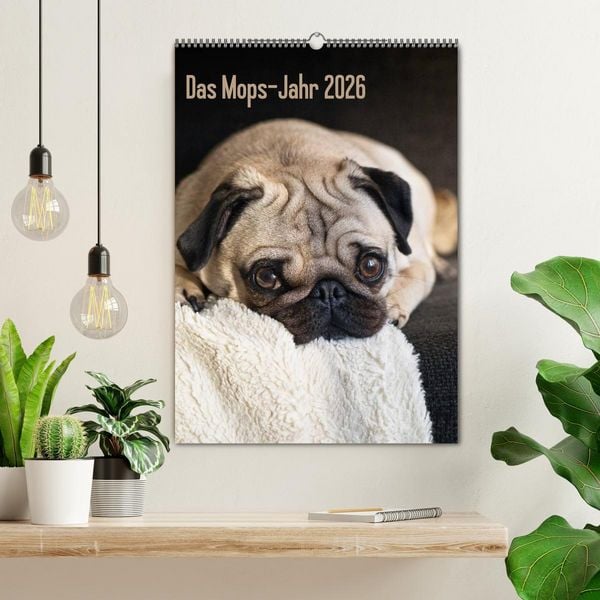 Produktbild: Das Mops-Jahr 2026 (Wandkalender 2026 DIN A2 hoch), CALVENDO Monatskalender