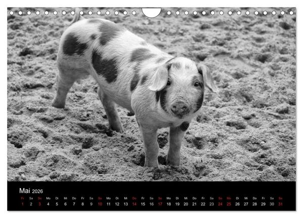 Produktbild: Das Leben der Schweine (Wandkalender 2026 DIN A4 quer), CALVENDO Monatskalender