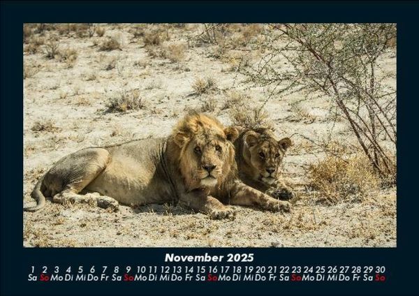 Produktbild: L&ouml;wen in der Wildnis 2025 Fotokalender DIN A5