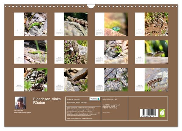 Produktbild: Eidechsen, flinke R&auml;uber (Wandkalender 2026 DIN A3 quer), CALVENDO Monatskalender