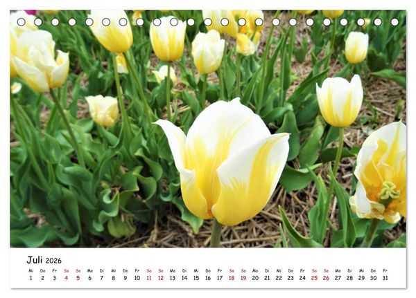 Produktbild: Tulpenbl&uuml;te in Flevoland 2026 (Tischkalender 2026 DIN A5 quer), CALVENDO Monatskalender