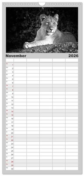 Produktbild: Familienplaner 2026 - L&ouml;wen schwarz wei&szlig; mit 5 Spalten (Wandkalender, 21 x 45 cm) CALVENDO