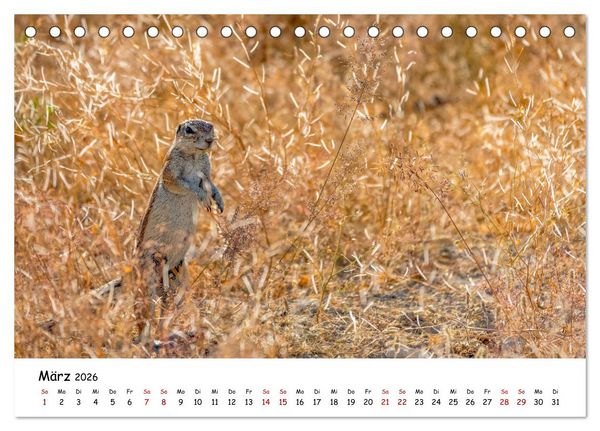 Produktbild: Afrikas kleine Stars (Tischkalender 2026 DIN A5 quer), CALVENDO Monatskalender