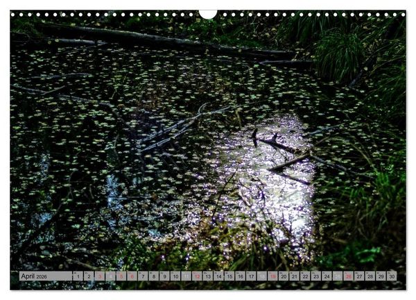 Produktbild: Spaziergang durch den Zauberwald (Wandkalender 2026 DIN A3 quer), CALVENDO Monatskalender