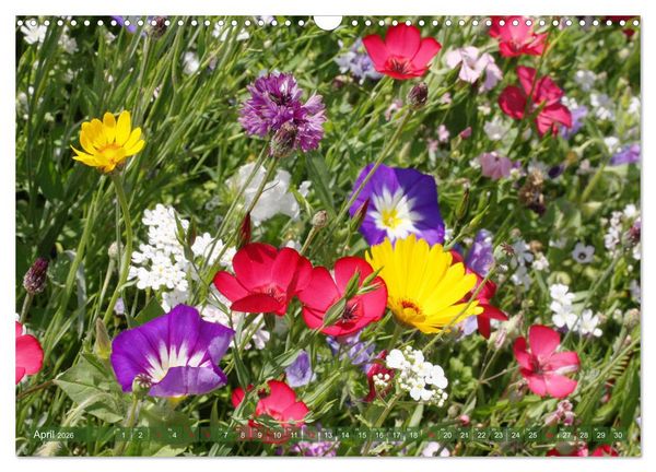Produktbild: Beschwingte Blumenwelt (Wandkalender 2026 DIN A3 quer), CALVENDO Monatskalender