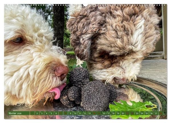 Produktbild: Tr&eacute;sors de truffes fran&ccedil;aises (Calendrier mural 2026 DIN A2 vertical), CALVENDO calendrier mensuel
