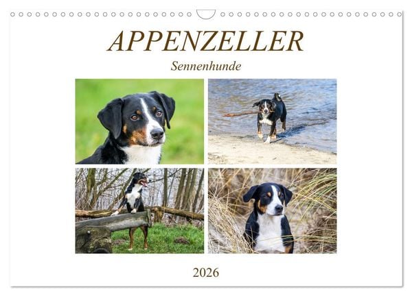 Produktbild: Appenzeller Sennenhunde (Wandkalender 2026 DIN A3 quer), CALVENDO Monatskalender