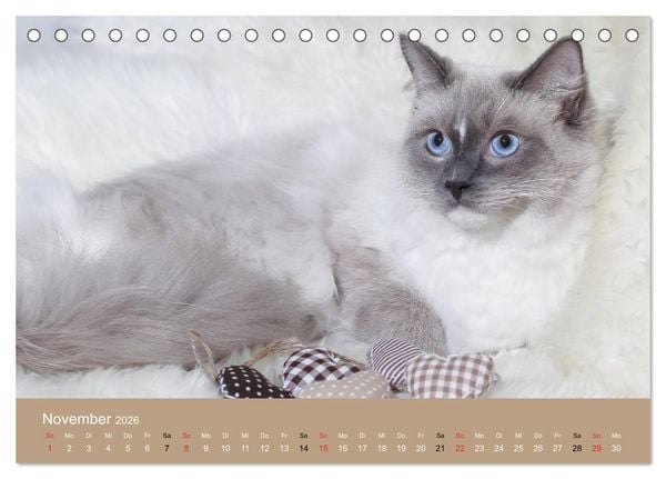 Produktbild: Verliebt in Ragdolls ... die sanfte Katzenrasse (Tischkalender 2026 DIN A5 quer), CALVENDO Monatskalender