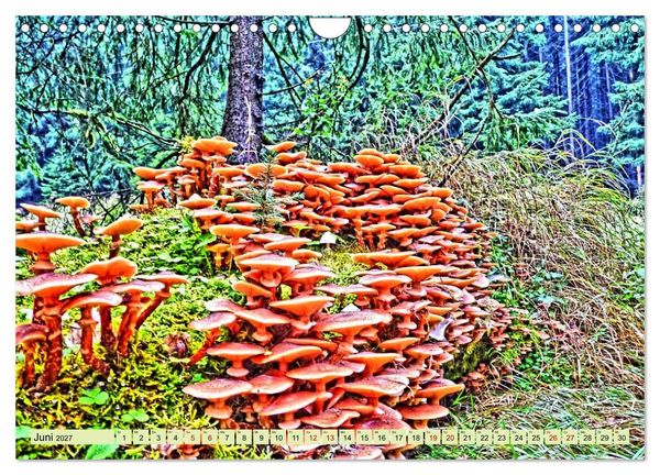 Produktbild: Verwunschene Waldtr&auml;ume: Ein Kalender voller Magie (Wandkalender 2027 DIN A4 quer), CALVENDO Monatskalender