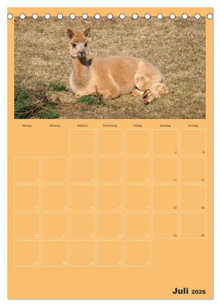 Produktbild: Alpakas zum Verlieben (Tischkalender 2026 DIN A5 hoch), CALVENDO Monatskalender