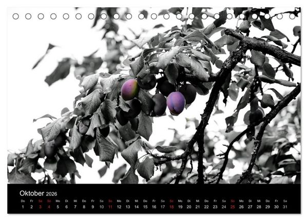Produktbild: Farbtupfer (Tischkalender 2026 DIN A5 quer), CALVENDO Monatskalender