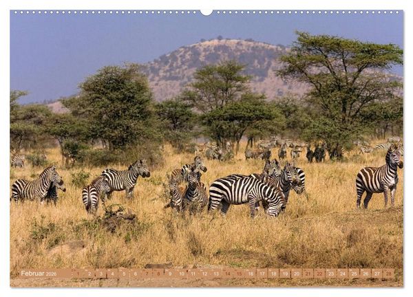 Produktbild: Afrikas Tierwelt: Zebras (hochwertiger Premium Wandkalender 2026 DIN A2 quer), Kunstdruck in Hochglanz