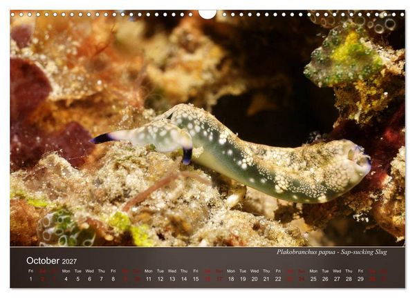 Produktbild: Nudibranchs on the ocean floor (Wall Calendar 2027 DIN A3 landscape), CALVENDO 12 Month Wall Calendar