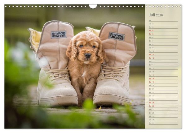 Produktbild: Englische Cocker Spaniel Welpen (Wandkalender 2026 DIN A3 quer), CALVENDO Monatskalender