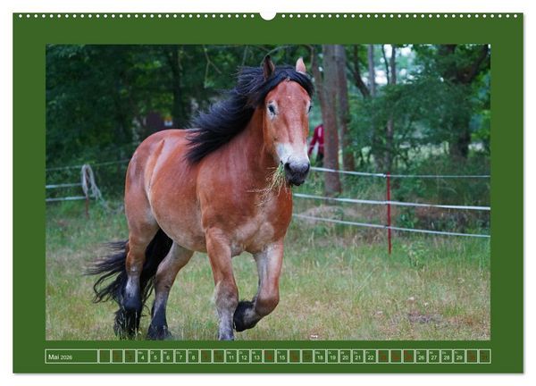 Produktbild: Faszination Rheinisch-Deutsches Kaltblut (Wandkalender 2026 DIN A2 quer), CALVENDO Monatskalender
