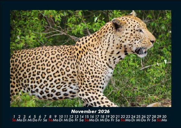 Produktbild: Tierkalender 2026 Fotokalender DIN A5