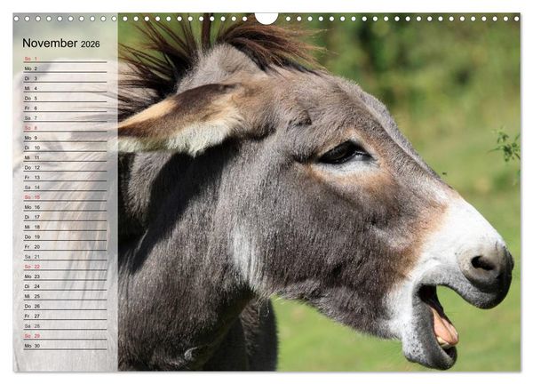 Produktbild: Esel. H&uuml;bsch, klug und flei&szlig;ig (Wandkalender 2026 DIN A3 quer), CALVENDO Monatskalender
