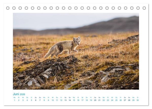 Produktbild: Spitzbergen - Landschaft - Eis - Tierwelt (Tischkalender 2026 DIN A5 quer), CALVENDO Monatskalender