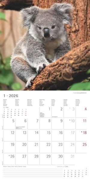 Produktbild: Koalas 2026 - Broschürenkalender 30x30 cm (30x60 geöffnet) - Kalender mit Platz für Notizen - koala bears - Bildkalender - Wandplaner - Bärenkalender