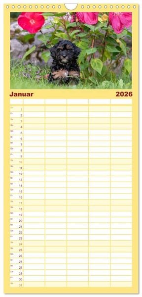 Produktbild: Familienplaner 2026 - Maltipoo Welpen mit 5 Spalten (Wandkalender, 21 x 45 cm) CALVENDO