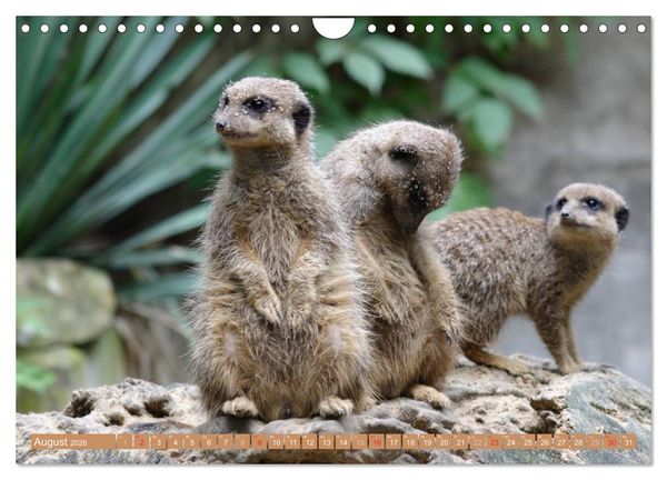 Produktbild: Erdm&auml;nnchen Familienbande (Wandkalender 2026 DIN A4 quer), CALVENDO Monatskalender