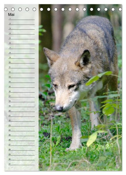 Produktbild: Der Wolf - Isegrim in den heimischen W&auml;ldern - Kalender 2026 (Tischkalender 2026 DIN A5 hoch), CALVENDO Monatskalender