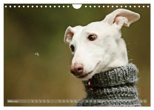 Produktbild: Zauberhafte Windhunde (Wandkalender 2026 DIN A4 quer), CALVENDO Monatskalender