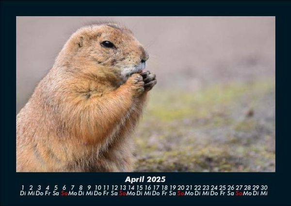 Produktbild: Der Tierkalender 2025 Fotokalender DIN A5