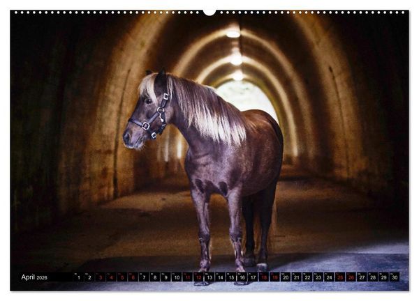 Produktbild: Shetlandpony Kalender (hochwertiger Premium Wandkalender 2026 DIN A2 quer), Kunstdruck in Hochglanz