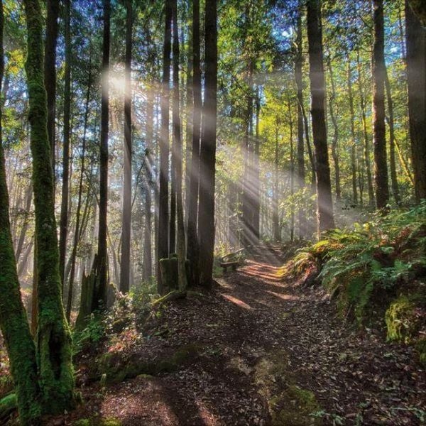 Produktbild: Magische W&auml;lder 2027