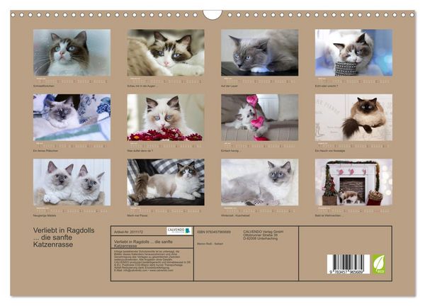 Produktbild: Verliebt in Ragdolls ... die sanfte Katzenrasse (Wandkalender 2026 DIN A3 quer), CALVENDO Monatskalender