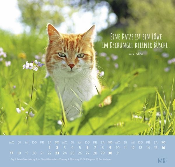 Produktbild: Wandkalender 2027: F&uuml;r Katzenfreunde