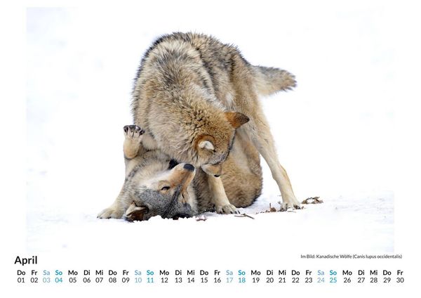 Produktbild: Tiere im Schnee