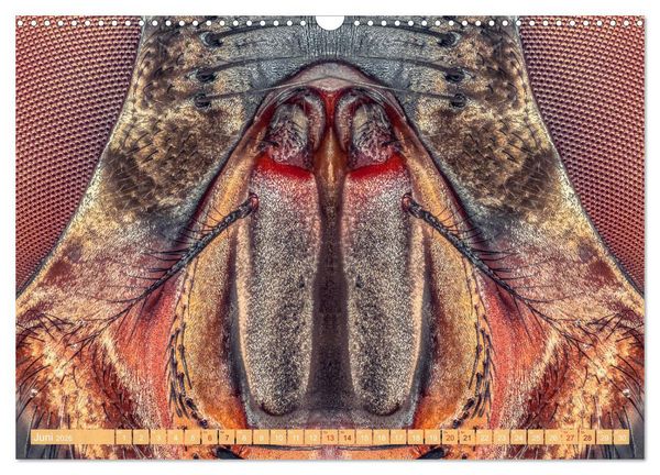 Produktbild: Extreme Makroaufnahmen - Insekten so nah wie nie (Wandkalender 2026 DIN A3 quer), CALVENDO Monatskalender