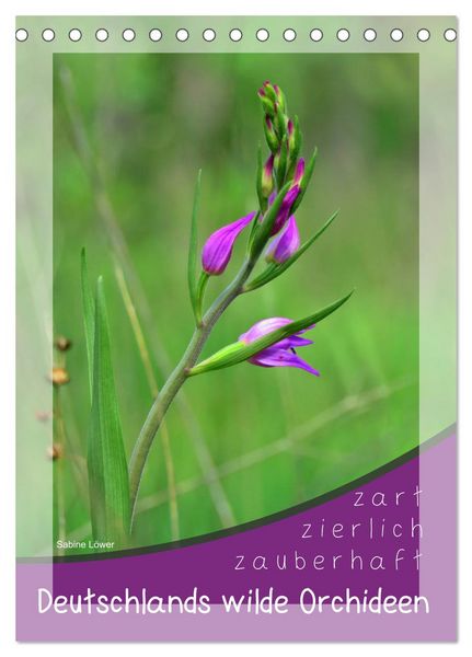 Produktbild: Deutschlands wilde Orchideen (Tischkalender 2026 DIN A5 hoch), CALVENDO Monatskalender
